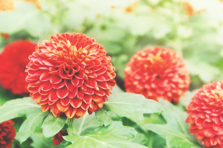 Closeup of Orange Chrysanthemum Flowers in the Gardenの写真素材