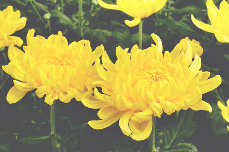 Yellow Blooming Chrysanthemum Flowersの写真素材