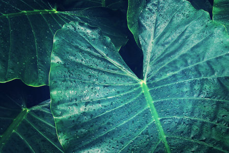 Tropical Green Leaves with Raindrops of Elephant Ear Plant in Dark Tone Color as Backgroundの写真素材