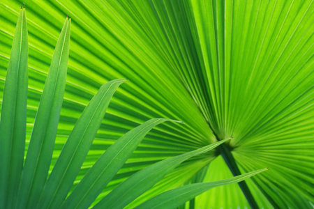 Fresh Green Leaves of Exotic Tropical Palm Tree as Natural Backgroundの写真素材