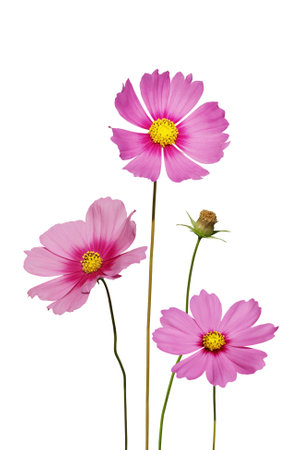 Blooming Pink Cosmos Flowers Isolated on White Backgroundの写真素材