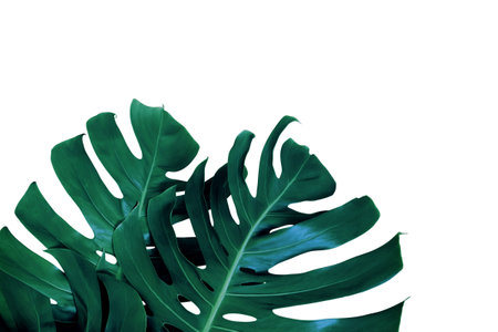 Monstera Leaves in Dark Tone Color Isolated on White Backgroundの写真素材