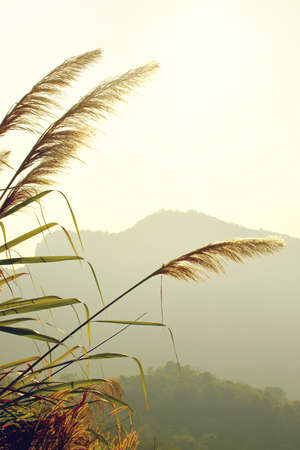 Grass Flower in Landscape against Morning Lightの写真素材