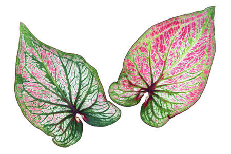 Colorful Leaves of Caladium Plant Isolated on White Backgroundの写真素材