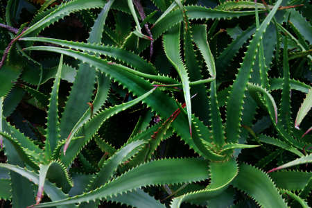 Spiky Agave Plant as Natural Texture Backgroundの写真素材