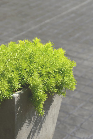Gold Moss Sedum in Concrete Pot