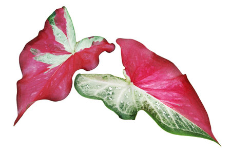 Green Red Leaves of Caladium Plant  Isolated on White Backgroundの写真素材