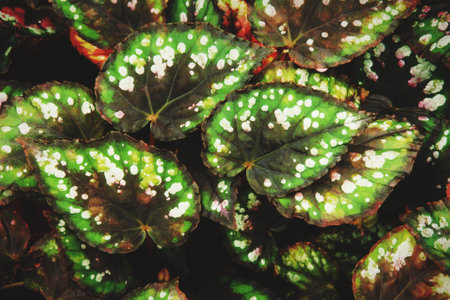Ornamental Foliage Leaves of Begonia Plant as Natural Texture Background