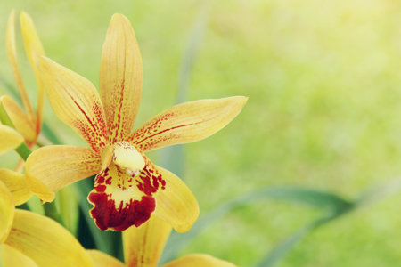 Blooming Yellow Orchid Flowers on Blurred Natural Green Backgroundの写真素材