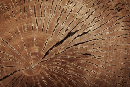 Cut Tree Trunk, Brown Wood Stump Textureの写真素材