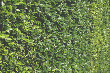 Perspective View of Dense Ficus Fenceの写真素材