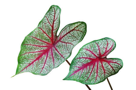 Fresh Green Leaves Red Veins of Caladium Tropical Plant Isolated on White Backgroundの写真素材