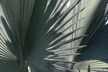 Foliage Leaves of Tropical Palm Tree Natural Pattern Background