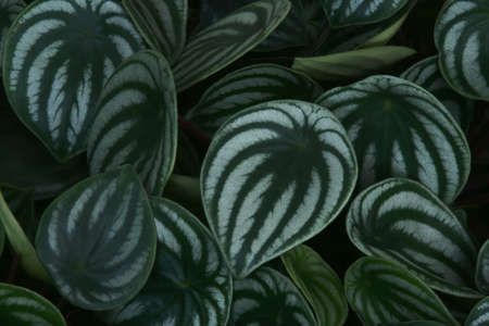 Foliage Leaves of Watermelon Peperomia Plant Natural Pattern Background