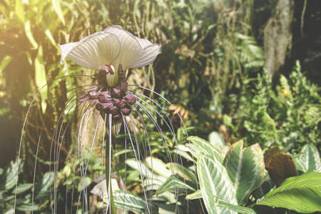 Bat Flower of Tacca chantrieri Plant