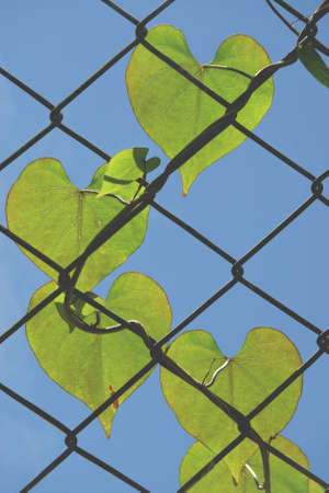 Heart Shaped Leaves of Vine on Wire Fence with Blue Sky Background