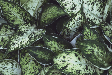 Foliage Leaves of Tropical Plants Natural Pattern Background