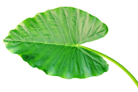 Large Green Leaf of Elephant Ear Plant Isolated on White Background with Clipping Path