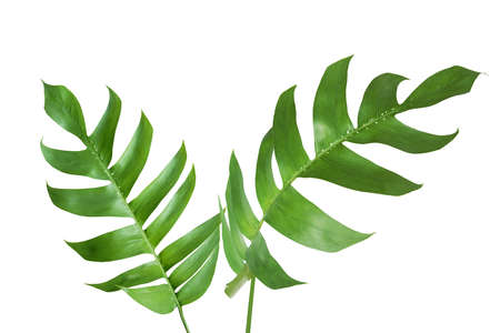 Green Leaves of Monstera Plant Isolated on White Background with Clipping Path