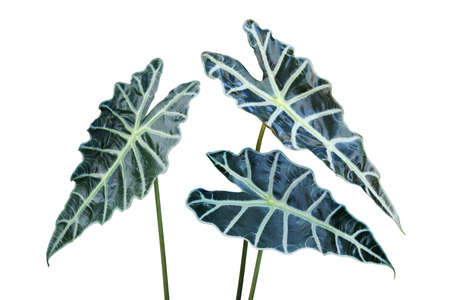 Ornamental Tropical Leaves of Alocasia sanderiana W. Bull, Kris Plant Isolated on white Background with Clipping Pathの写真素材