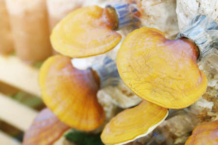 Ganoderma lucidum, Lingzhi Mushrooms in Cultivation Farm