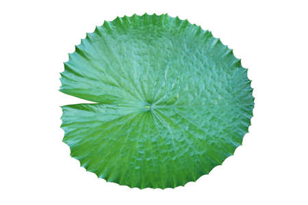 Green Leaf of Water Lily Isolated on White Background with Clipping Path