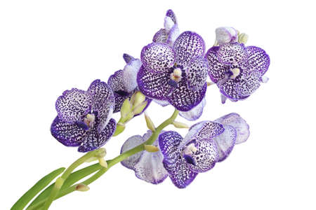 Violet Vanda Orchid Flowers Isolated on White Background with Clipping Path