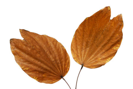 Dry Leaves of Purple Bauhinia Tree  Isolated on White Background with