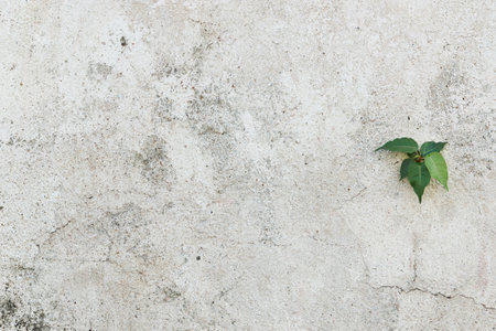 Old Damaged Cement Plaster Wall Texture Backgroundの写真素材