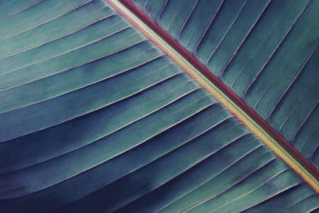 Tropical Green Leaf Foliage in Dark Tone Color for Background
