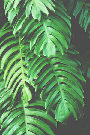Green Leaves of Monstera Plants in the Forest