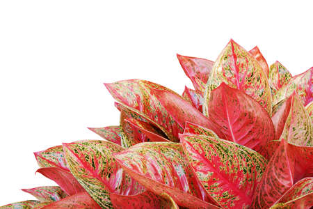 Red Aglaonema Plant Isolated on White Backgroundの写真素材