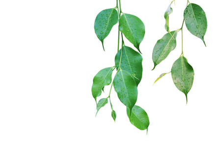 Ficus Green Leaves with Rain Water Drops Isolated on White Backgroundの写真素材