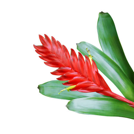 Red Flower with Green Leaves of Bromeliad Plant Isolated on White Backgroundの写真素材