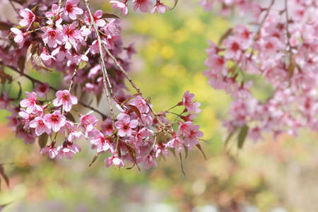 Pink Cherry Blossom in Full Bloom with Soft Bokeh Natural Background