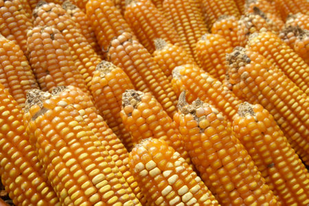 Piles of Dry Corn on the Cobs