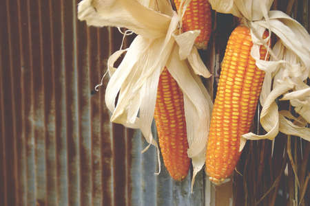 Dry Corn on the Cob with Rustic Corrugated Iron Sheet Background