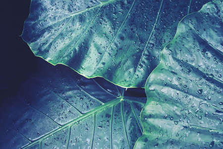 Tropical Green Leaves with Water Drops of Elephant Ear Plant as Backgroundの写真素材