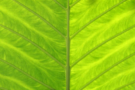 Fresh Green Leaf Texture Background