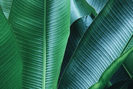 Decorative Banana Palm Leaves in Dark Blue Green Tone Color as Natural Texture Backgroundの写真素材