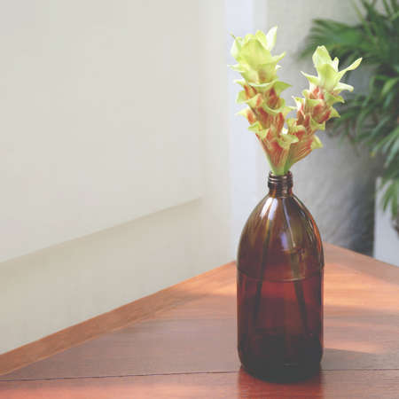 Amber Glass Bottle Vase with Green-Red Siam Tulip or Summer Tulip Flowers on Wooden Tableの写真素材