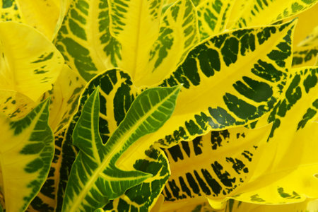 Ornamental Tropical Green Yellow Leaves of Croton Plant as Abstract Natural Texture Background