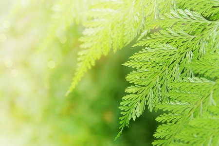 Tropical Fern Leaves on Natural Green Background with Copy Spaceの写真素材