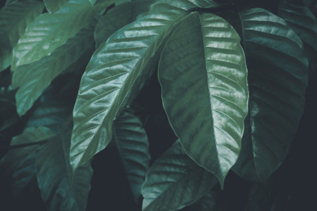 Branches with Lush Green Leaves of Coffee Tree in Dark Tone Colorの写真素材