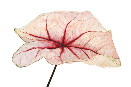 Pink Leaf Red Veins of Caladium Plant Isolated on White Backgroundの写真素材
