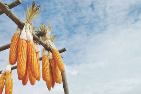 Bundles of Corn Cobs Hanging on Wooden Rails with Blue Sky Background