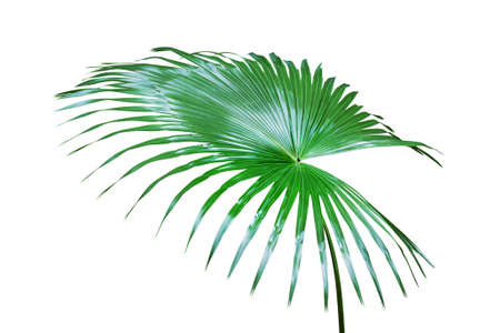 Fresh Green Leaf of Exotic Tropical Palm Isolated on White Backgroundの写真素材