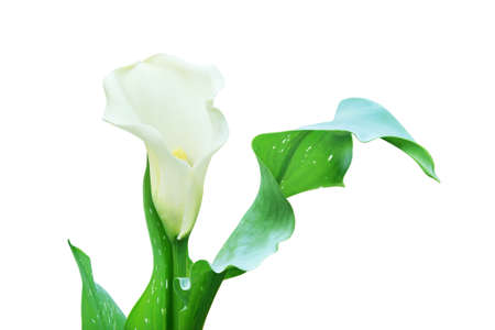 White Calla Lily Flower with Green Leaves Isolated on White Backgroundの写真素材
