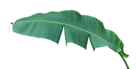 Banana Leaf Isolated on White Backgroundの写真素材
