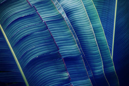 Tropical Palm Leaves in Dark Tone Color as Backgroundの写真素材